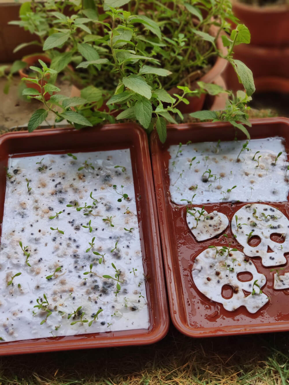 seed paper growing in clay trays in the garden